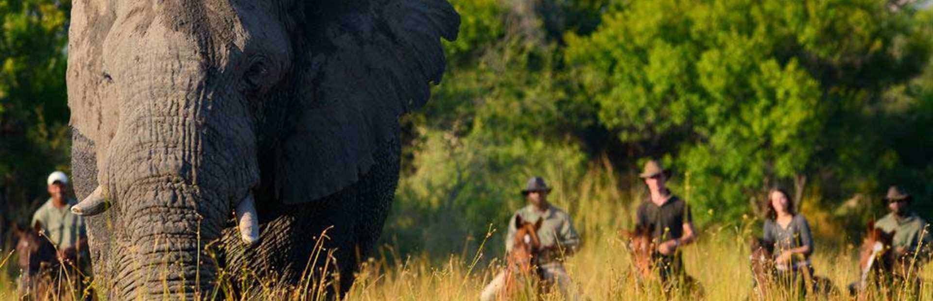 African Horseback Safaris